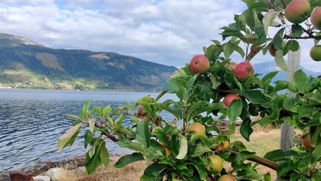 Manzanas-En-El-Manzano-En-Hardanger---Moviéndose-A-La-Izquierda-Mostrando-El-Fiordo-Detrás-De-Los-árboles-Y-El-Paisaje-De-La-Granja-De-Montaña-En-El-Fondo---Día-Nublado-En-La-Granja-De-Frutas-Noruega