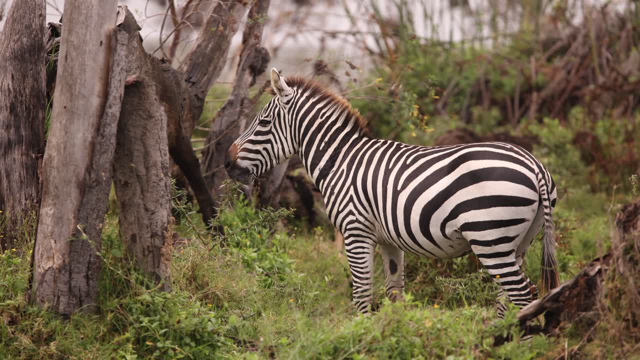 Zebra grazing near tree trunks on Crescent Island Safari, Kenya during a calm afternoon