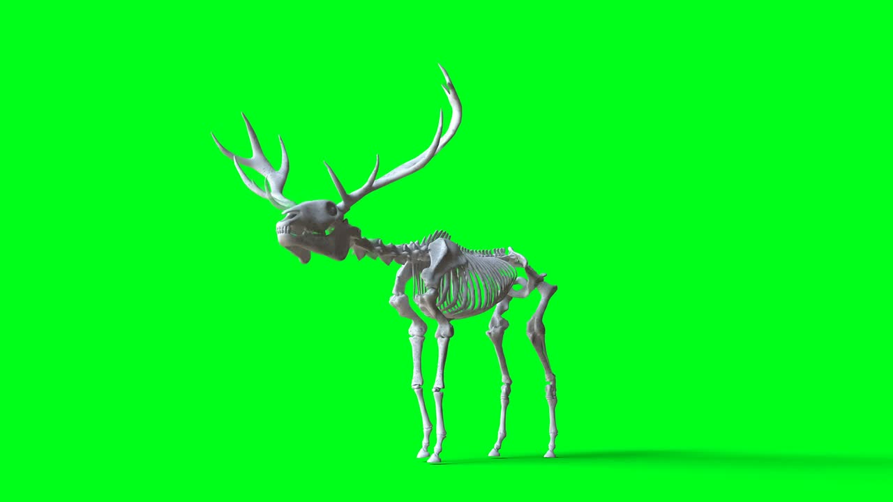 Skelet-hjorteanimation på grøn skærm. Isoleret. Realistisk 4k-animation.