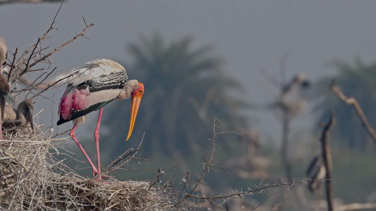 A painted stork sitting on the nest in a forest during breeding season in keoladeo bird sanctuary, India.