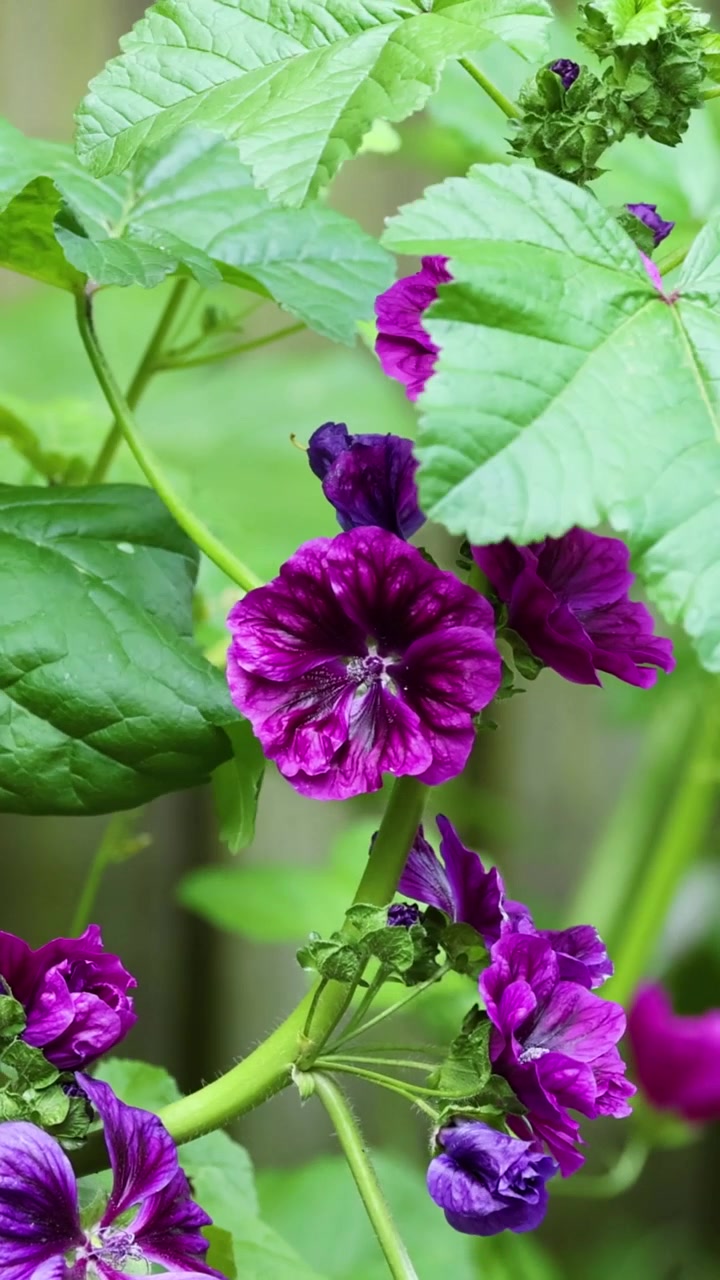 A vertical shot featuring bright purple mallow flowers blooming amidst lush green garden foliage.