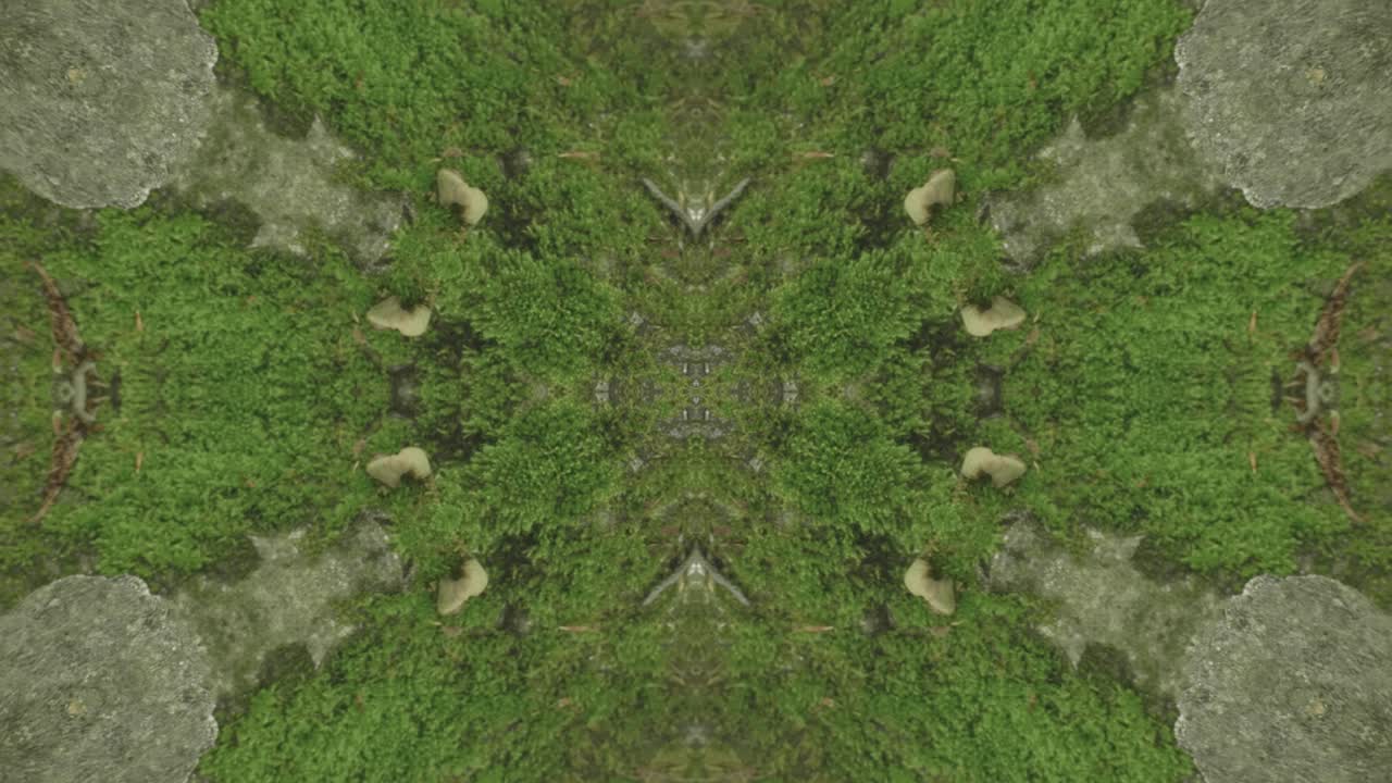 caleidoscopio de vegetación usando imágenes de bosque de wissahickon creek, philadelphia, #23