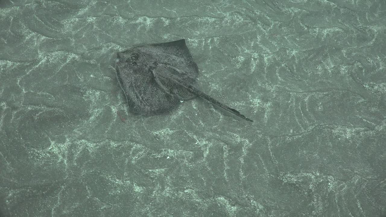 stingray con arena en su bien y bien camuflado nadando sobre el fondo del océano arenoso