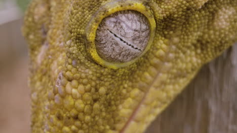 gecko de nueva caledonia globo ocular primer plano extremo