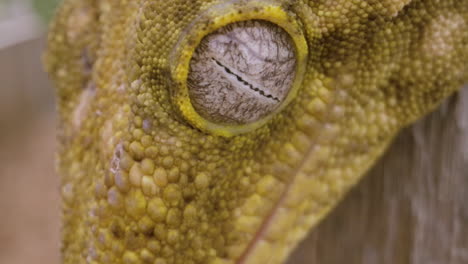 new caledonian gecko eyeball extreme close up