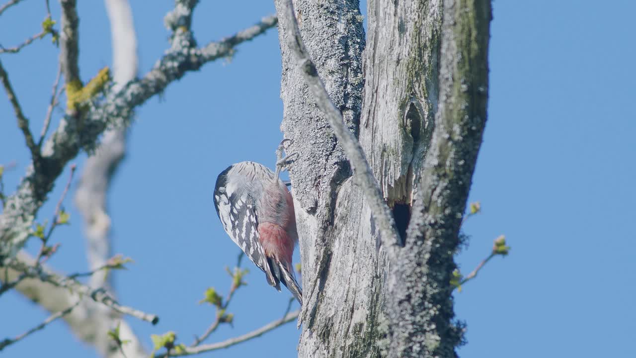 봄철 짝짓기 시즌에 소리를 내며 나무를 쪼고 있는 흰등 딱따구리
