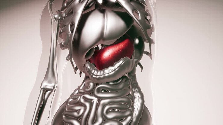 Human Stomach Model with all Organs and Bones