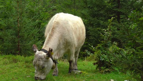 Vaca-Alpina-Blanca-Con-Campana-Bajo-El-Cuello-Come-Hierba-En-Gosausee