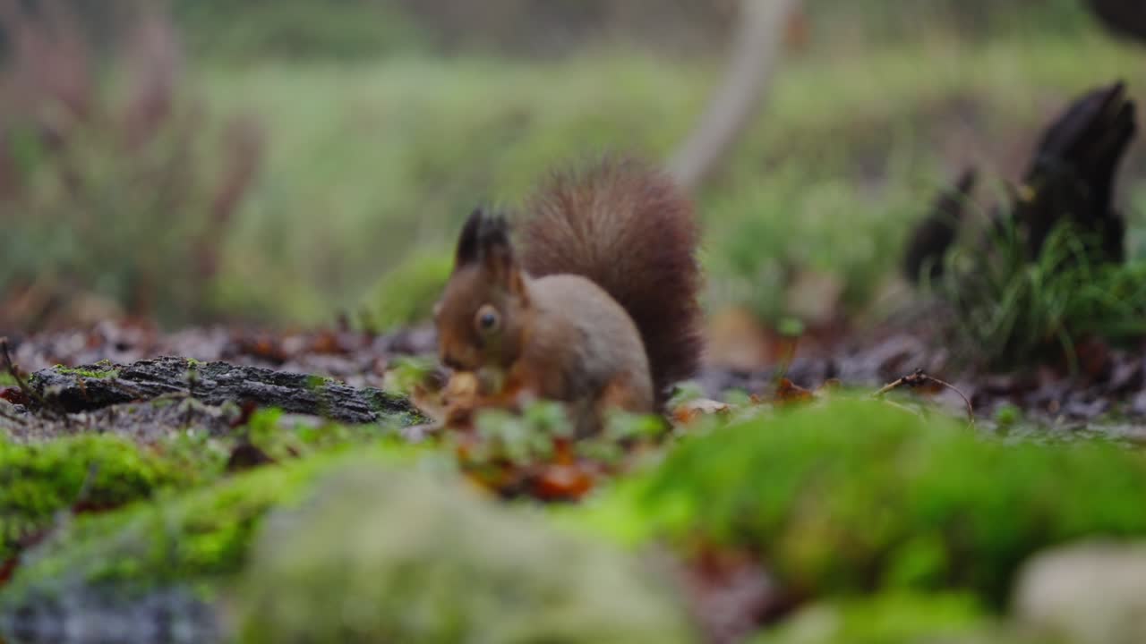 Uno scoiattolo rosso sta immobile su un terreno muschioso, all'erta tra le ombre della foresta e la luce screziata.