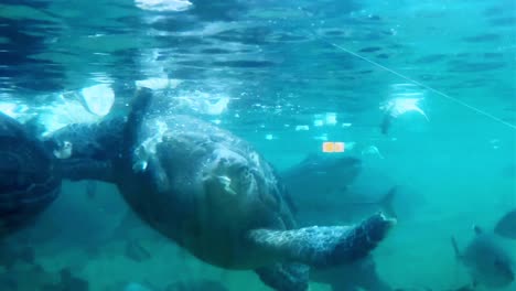 sea turtle glides gracefully underwater in a vibrant ocean environment