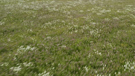 hypnotic sweeping shot over wildflower field aerial