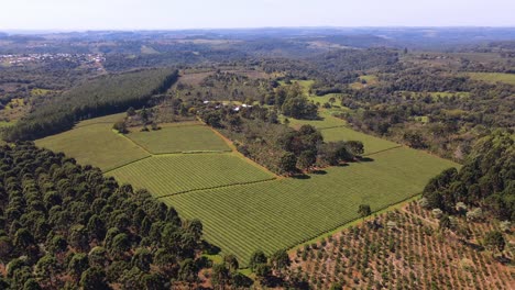 Tres-Plantaciones-Distintas:-Yerba-Mate,-Té-Verde-Y-Pinos,-Lo-Que-Enfatiza-El-Paisaje-Agrícola-Diverso-Y-Armonioso