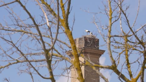 storks-in-a-nest-on-a-chimney