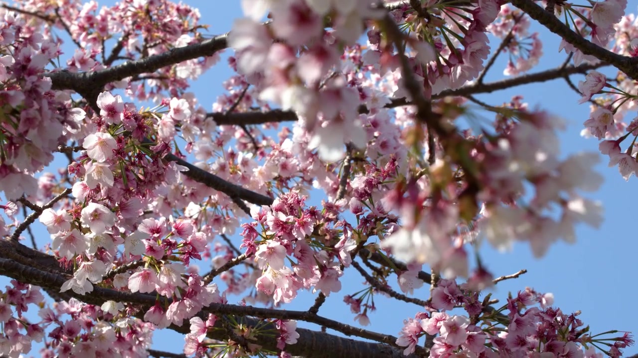 Primo piano di rami di sakura in fiore che ondeggiano dolcemente nella brezza primaverile a Tokyo, Giappone