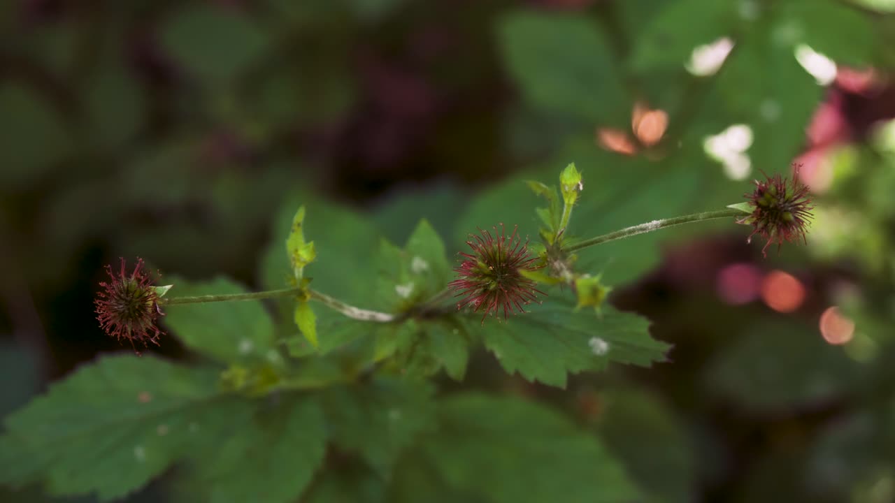 Colewort, Clove root, St. Benedict's herb, Avens