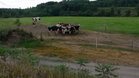 A-cow-stands-on-a-small-dirt-hill-while-a-group-of-others-feed-just-below