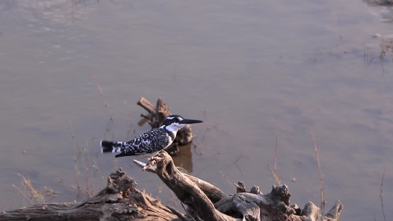 martín pescador de varios colores posado en un tronco sobre el agua al atardecer