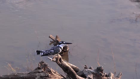 pied kingfisher perched on a log over the water at dusk