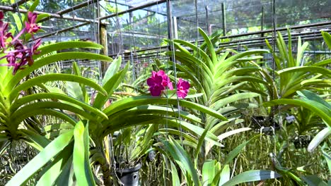 vibrant orchids in a lush greenhouse setting