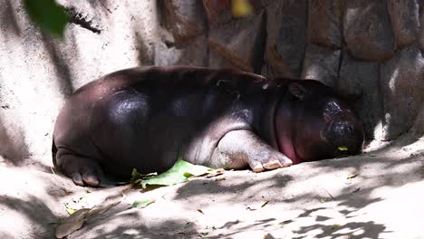 hipopótamo pigmeo relajándose en un recinto sombreado