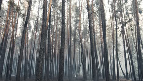 bosque quemado después de un incendio