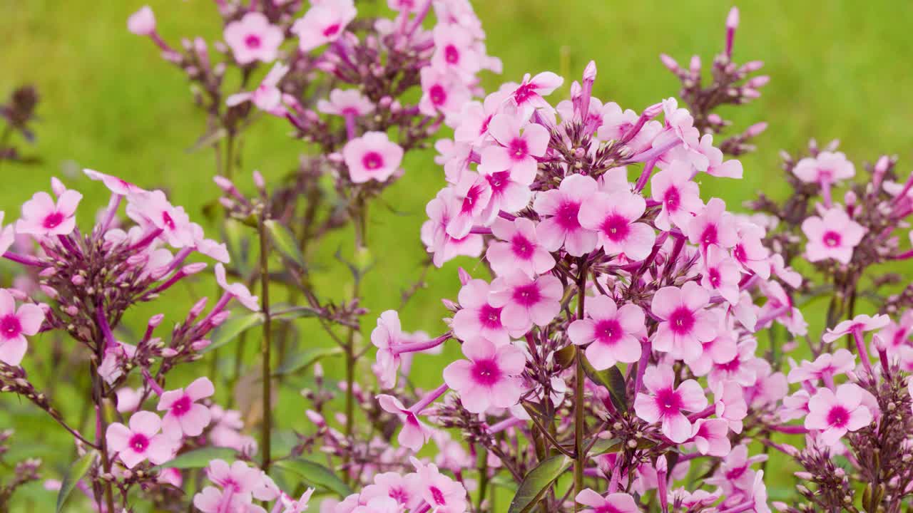 Cluster of pink phlox flowers moving softly outdoors in bright, natural daylight with shallow focus