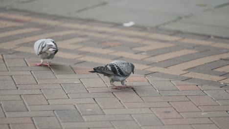 In-Diesem-Fesselnden-Video-Werden-Tauben-Anmutig-In-Zeitlupe-Festgehalten,-Während-Sie-Behutsam-Ihr-Futter-Picken-Und-Genießen-Und-Dabei-Ihre-Eleganz-Unter-Beweis-Stellen,-Während-Sie-Sich-Eine-Mahlzeit-Gönnen