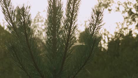 a few spider webs in a conifer at sunset