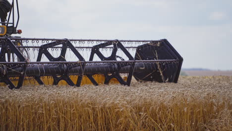 Combine harvesting wheat. Harvesting of wheat field with combine