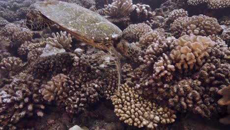 hawksbill turtle feeds on a tropical coral reef and surge flips her almost over