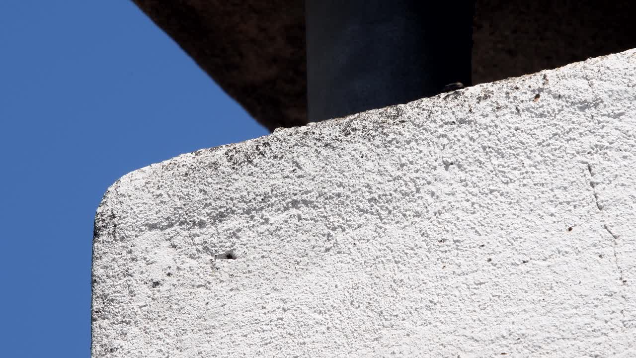 검은 정원 개미는 굴뚝의 벽을 오르락 내리락