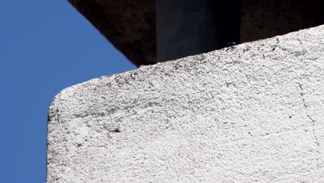 black garden ants go up and down a chimney's wall