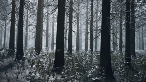 Bosque-De-Invierno-Congelado-En-La-Niebla