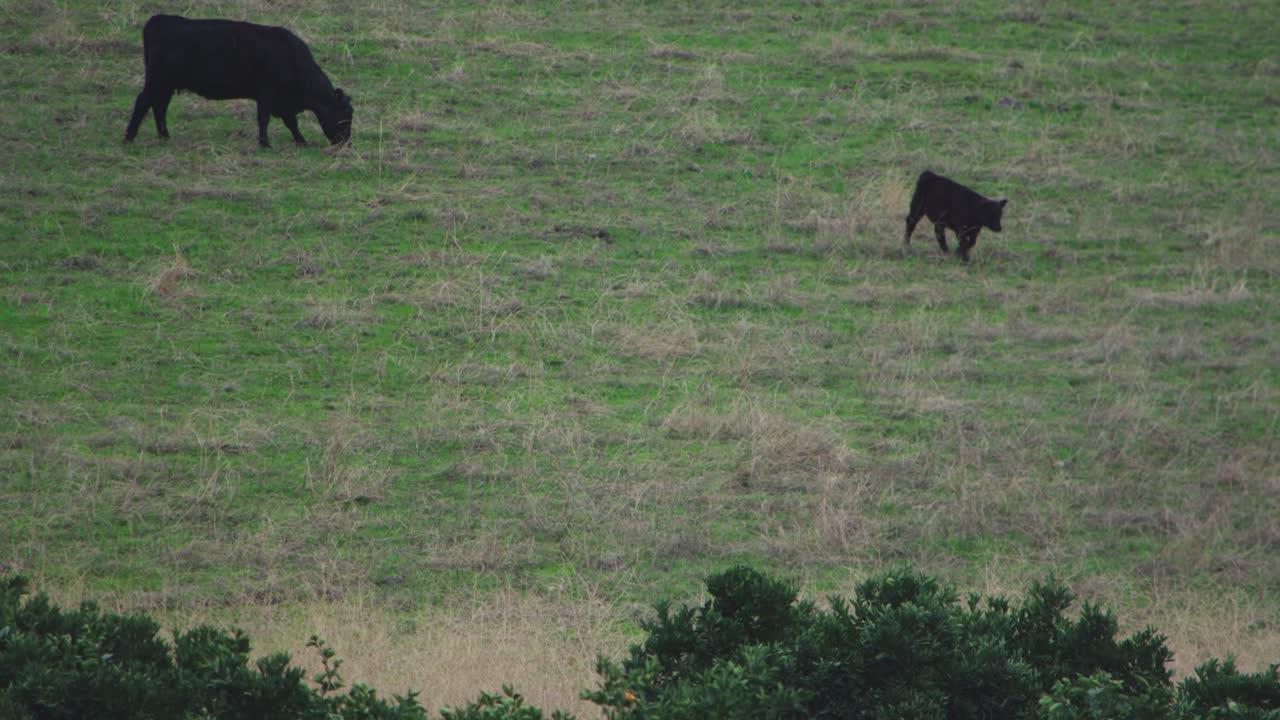 Cow and calf grazing on green pasture