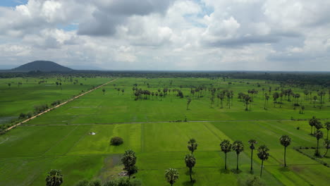 Drone-Se-Eleva-Sobre-Exuberantes-Campos-De-Arroz-Planos-En-Siem-Reap,-Camboya