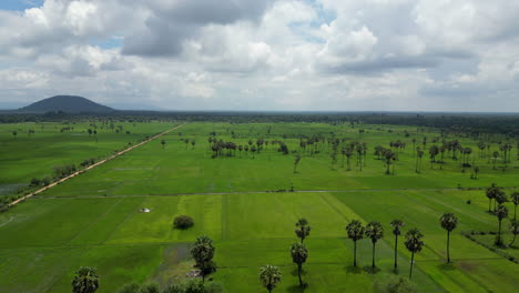 el avión no tripulado se eleva sobre los exuberantes campos de arroz planos en siem reap, camboya.