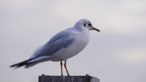 sea gull in front of hamburg harbour st