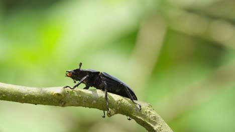 Seen-perched-on-a-branch-moving-with-the-wind-as-if-riding-a-horse-while-moving-its-antennae-and-stretching-its-legs