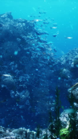 stunning underwater scene of a vibrant coral reef