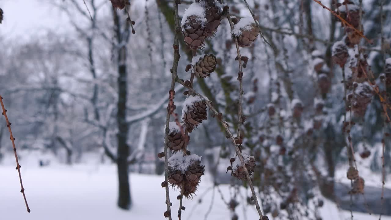 Larch cone pines close up or closeup during winter cloudy day with snow and melting snow water dripping and falling in slow motion. Foreground is in sharp focus and background is slightly blurry.