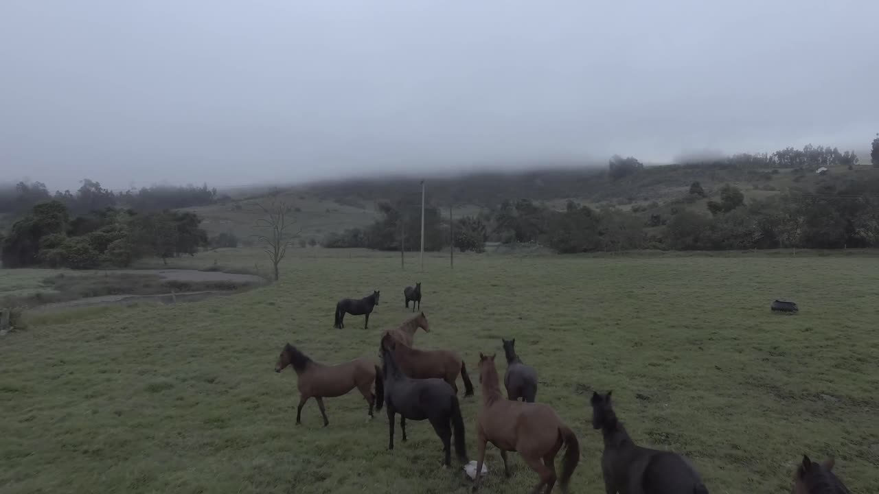 es un dia frio y nublado en la region de boyaca en el pais de colombia, se hace un acercamiento a una manada de caballos marrones y negros, los cuales son sorprendidos cuando el drone se les acerca