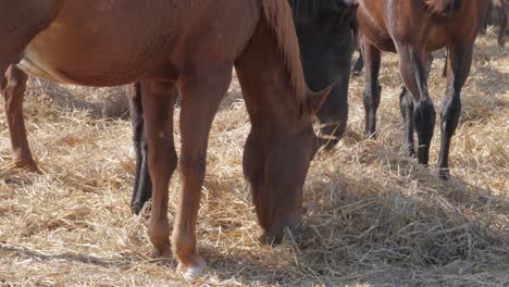 A-group-of-domesticated-horses-eating-hay-together