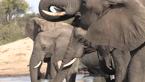 Close-side-view-of-herd-of-elephants-drinking-at-waterhole,-zoom-out