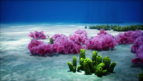 Purple-and-pink-soft-corals-and-red-sponges