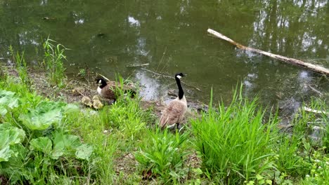 top down view of goose family on shore of a lake. mother and goslings are wadde around and eat plants, the father is standing still to keep watch and protect