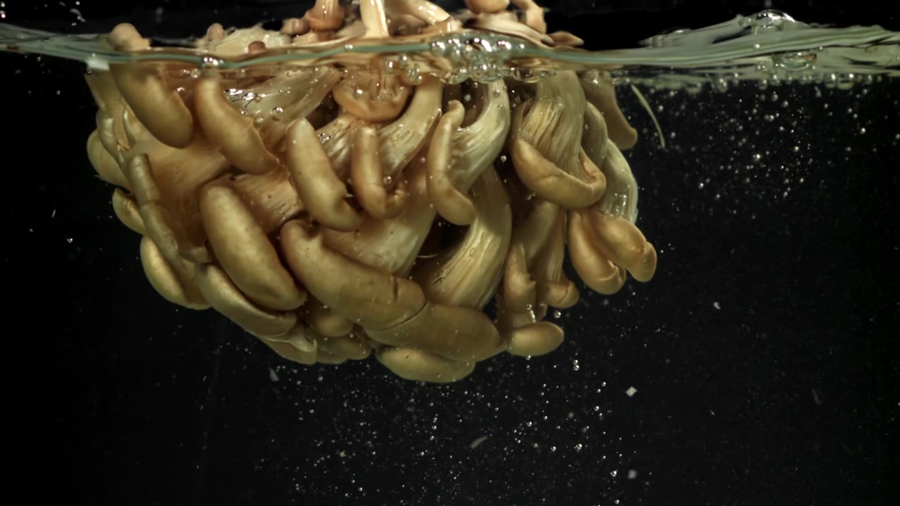 Fresh Oyster Mushrooms Submerged in Water with Bubbles