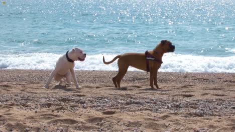 view of two dogs playing on the beach near the sea