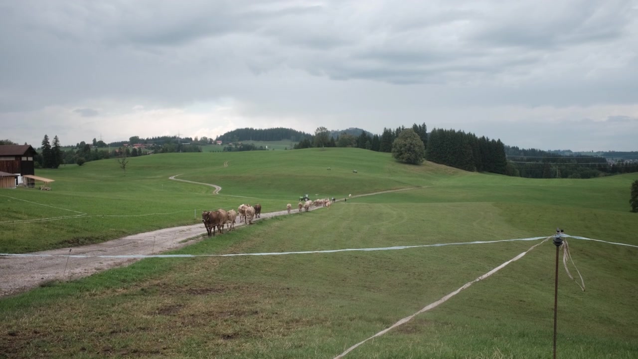 Static wide shot of a line of small cows walking up a gentle grassy slope in the Allgäu, meadow, farm and hills around them. A calm, wide view of rural life and cattle farming.