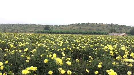 con vistas a un hermoso campo de flores amarillas en india durante el día