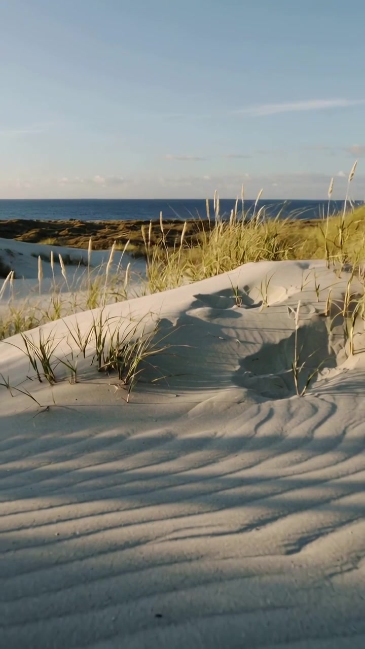 Verticale video: Camera trekt terug, onthult golvende zandduintop op strand, met hoog gras.